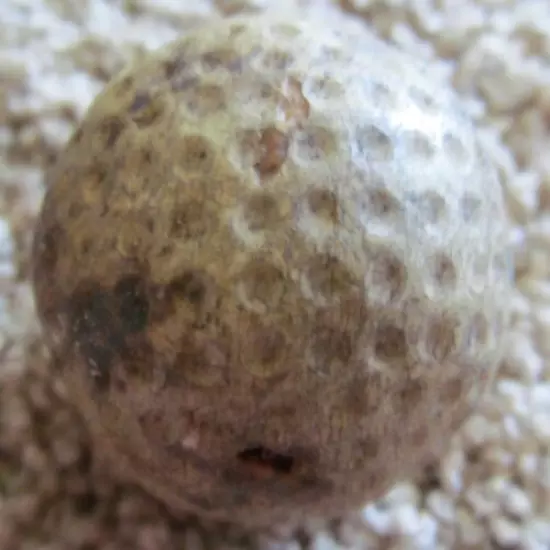 EARLY DIMPLE GOLF BALL-THE SUPER HARLEQUIN CIRCA 1920'S