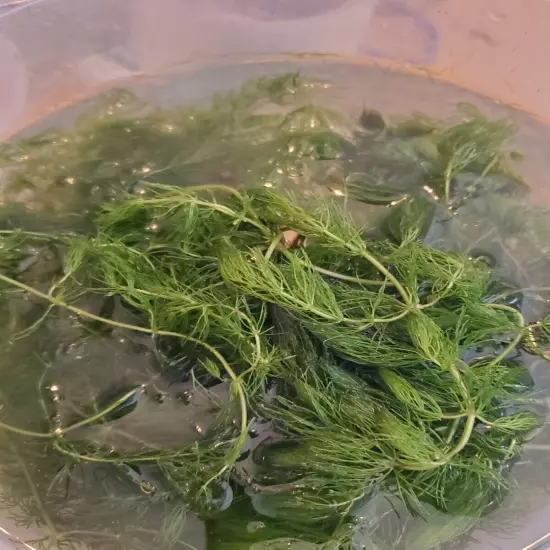 Hornwort Floating Plant 13 Oz