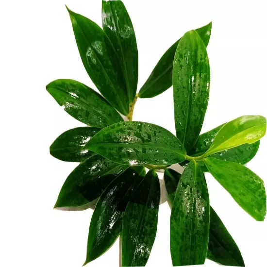 Ceylon Organic Insulin Plant Dried Leaves dried ( Costus Igneus ) Thebu