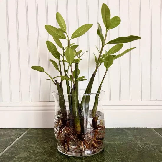 16-21" EXTRA LARGE XL Red Mangrove Live SINGLE Plant Saltwater Marine Macro