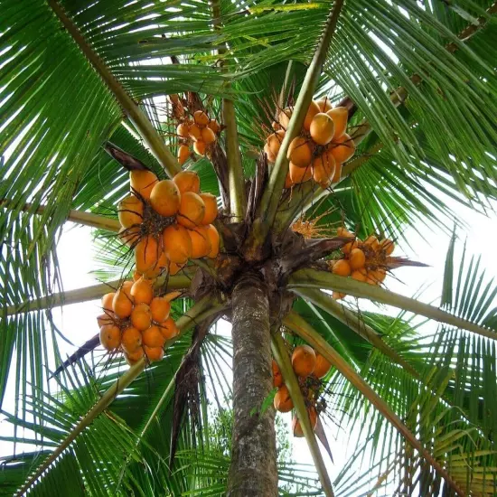 king coconut Sri Lanka, organic Ceylon beverages