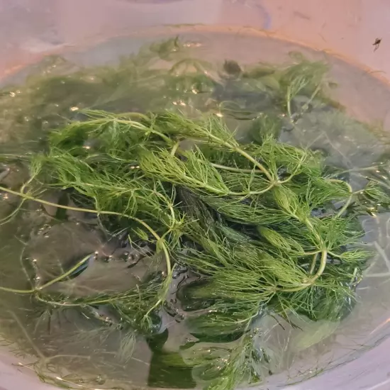 Hornwort Floating Plant 13 Oz