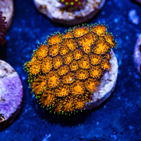 Pumpkin Spice Leptastrea, WYSIWYG Live Coral