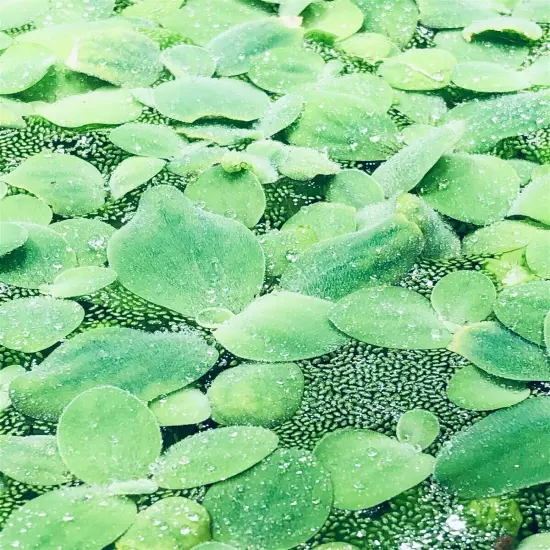 8 Water Lettuce SM/Baby Water Lettuce Freshwater Floating Plants Ponds/Tanks 