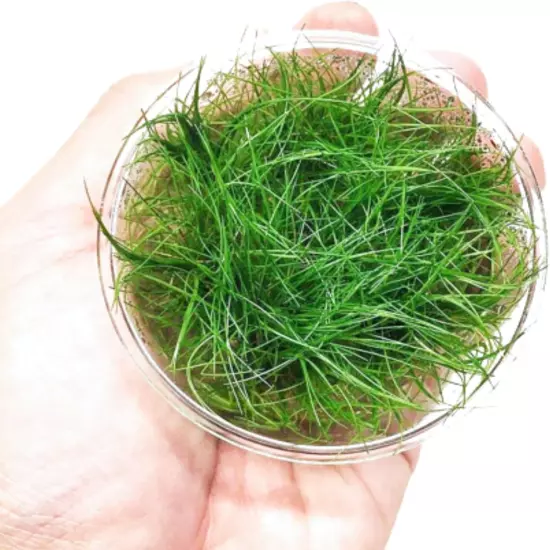 Dwarf Hairgrass Eleocharis Sp Mini Tissue Culture Cup Freshwater Live Aquarium