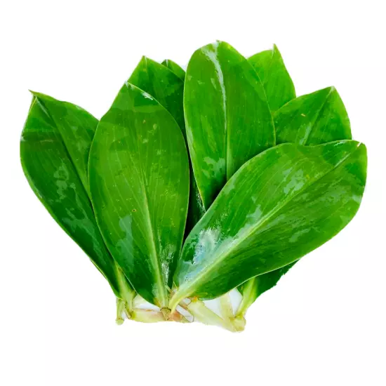 Ceylon Organic Insulin Plant Dried Leaves dried ( Costus Igneus ) Thebu