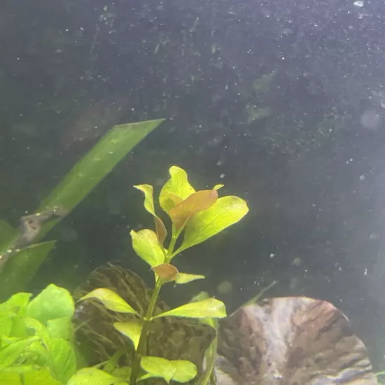 Ludwigia Palustris “super red” - Live Aquarium Plant