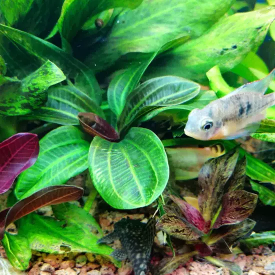 Package Bundle Echinodorus Hadi Red Pearl Sword Live Plant Freshwater Aquariums