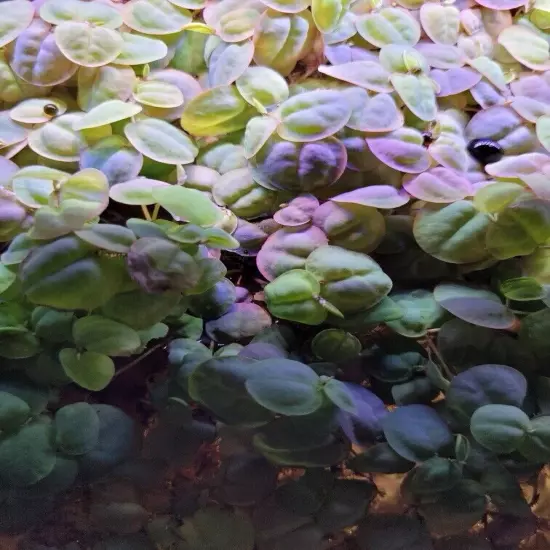 40+ Red Root Floaters - 40+ Leaves Of Tank Raised Red Root