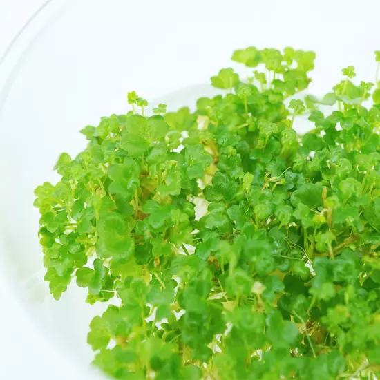 Buy2Get1Free Japan Hydrocotyle Tripartita Tissue Culture Live Plants Aquarium