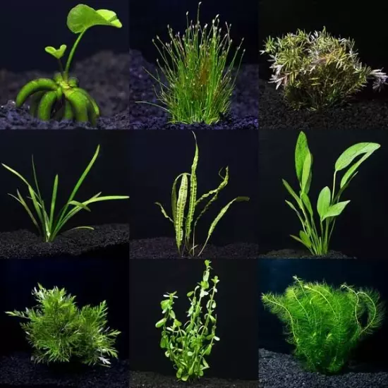 Beginner Live Aquarium Plants Bundle Live Aquarium Plants