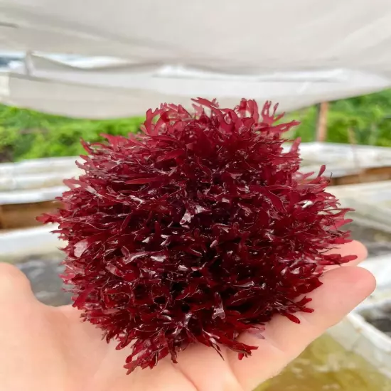 Pom Pom (Gracilaria Hayi) Live Macroalgae 0.5 pound - Live Arrival Guaranteed