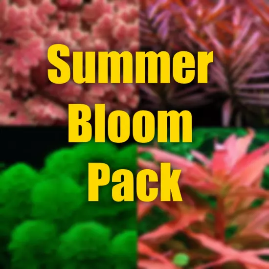 Summer Bloom Aquarium plant pack filled with plants from Summer Blooms