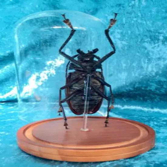 043a Giant Longhorn Entomology MALE Buru Is. Beetle Glass Dome Display specimen 