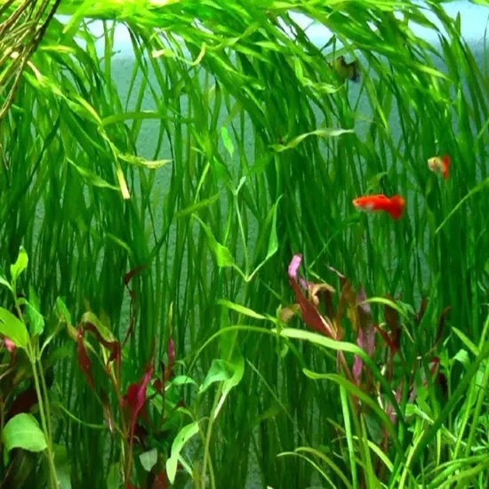 6 Vallisneria Jungle Val Bunch Live Aquarium Plants BUY2GET1FREE beginner tank