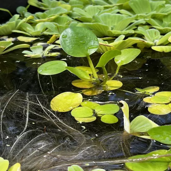 Amazon Frogbit (Limnobium laevigatum) - Outdoor Tub Grown, 5 Plants