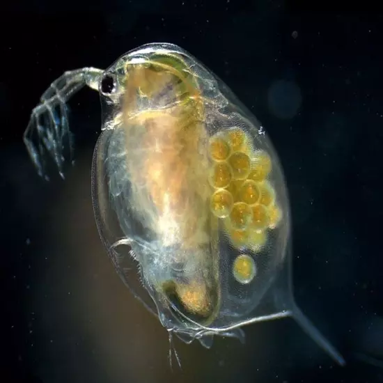 Live Daphnia magna=Water Fleas-live food*indoor container sustainable production