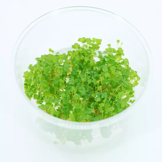 Buy2Get1Free Japan Hydrocotyle Tripartita Tissue Culture Live Plants Aquarium