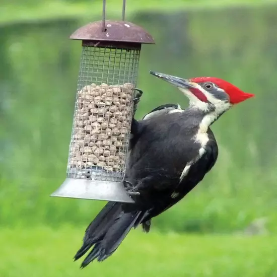 Wild Bird Woodpecker Suet Nuggets Mega Box, 8 Pounds