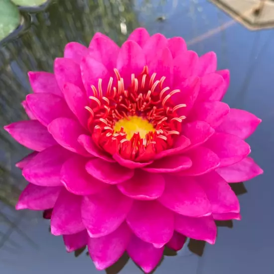 Buy2Get1Free Red Perry's Fire Opal Hardy Waterlily Live Fresh Tuber Plants Pond