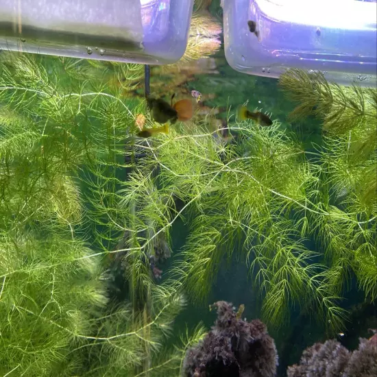 4Ft. Hornwort Live Aquarium Plants Fresh Water Shrimp & Fry Love It! Fills 10Gal