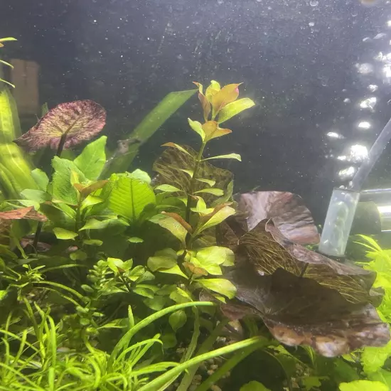 Ludwigia Palustris “super red” - Live Aquarium Plant