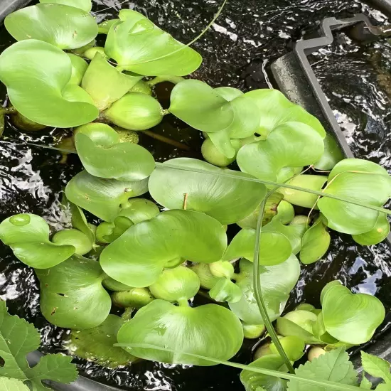 Water Hyacinth (1) & Duckweed Aquatic Floating Water Pond Plant