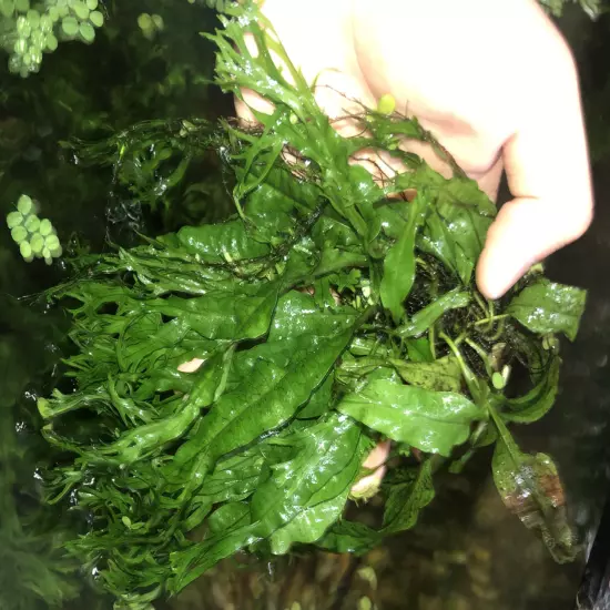 3 LARGE BUNCHES Java Fern "Windelov", Unique Hardy Aquarium Plant Grows FAST