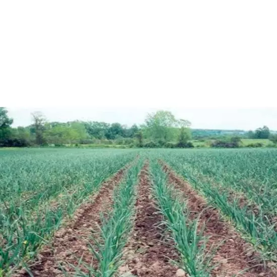 Indian GARLIC Bulbs 450 gram Fresh Organic Heirloom Plant or Cook and Eat Lasun