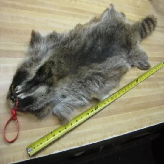 Craft Grade Tanned Raccoon Fur Coats Taxidermy # 0039419 Row A-19