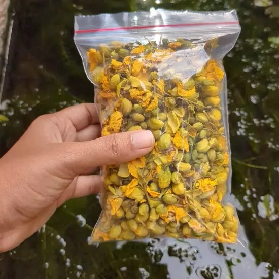 Dried Ranawara Flower Tea Ceylon Herbal Natural Organic Cassia Auriculate Avaram