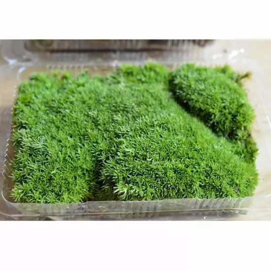 Artificial Micro Moss Aquarium Plant Landscape Lawn Green Carpet Decor