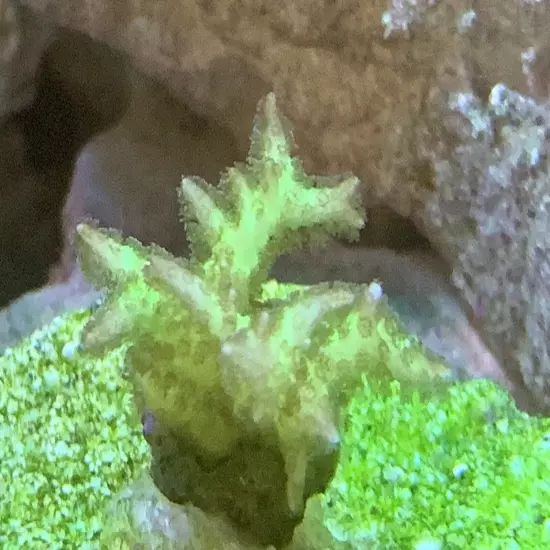 13 Mixed Frags Guaranteed 1 Hammer Or Frogspawn! Free Overnight Shipping