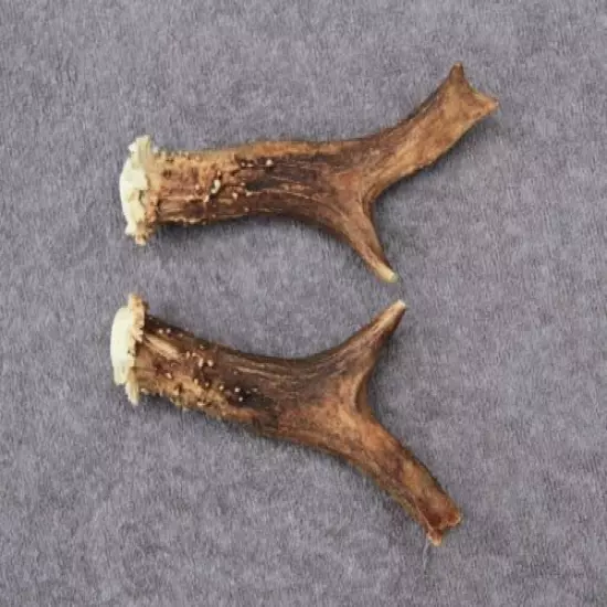 SET OF ROE DEER ANTLERS (PAIR, HORNS, CABIN, KNIFE, CARVING, HUNTING, TAXIDERMY)