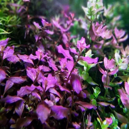 Ludwigia Ovalis Pink Fast growing Pink/Red Aquarium Plant