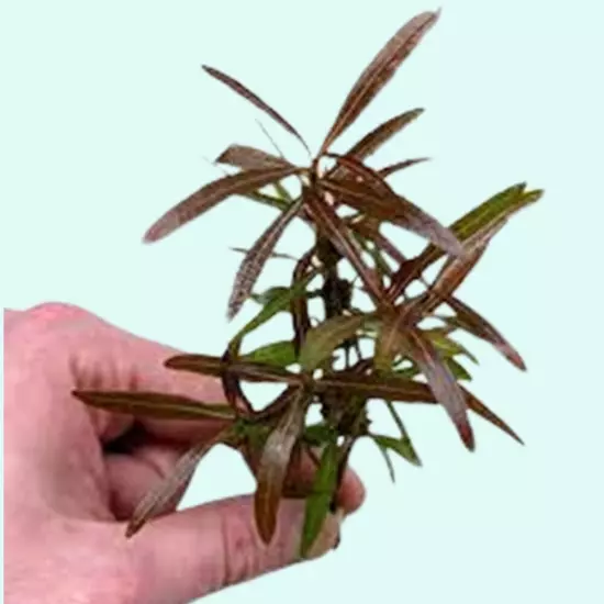 Hygro Araguaia (Hygrophila Araguaia) Easy Aquarium Plant