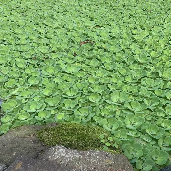 10 Water Lettuce & Duckweed Aquatic Floating Water Pond Plants (PRIORITY MAIL)