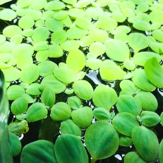  2 Water Lettuce SM/Baby Water Lettuce Freshwater Floating Plants Ponds/Tanks 