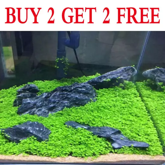 Aquarium Plant Seeds Fish Tank Aquatic Water Grass Foreground Easy Plants Decor~