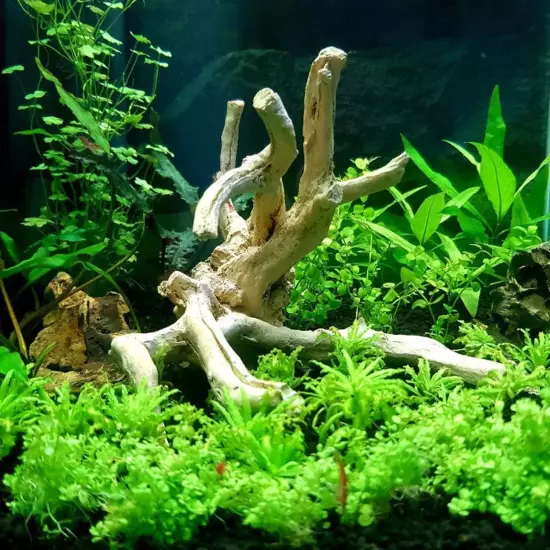 Buy2Get1Free Downoi Pogostemon Helferi Tissue Culture Live Plants Fresh Aquatic