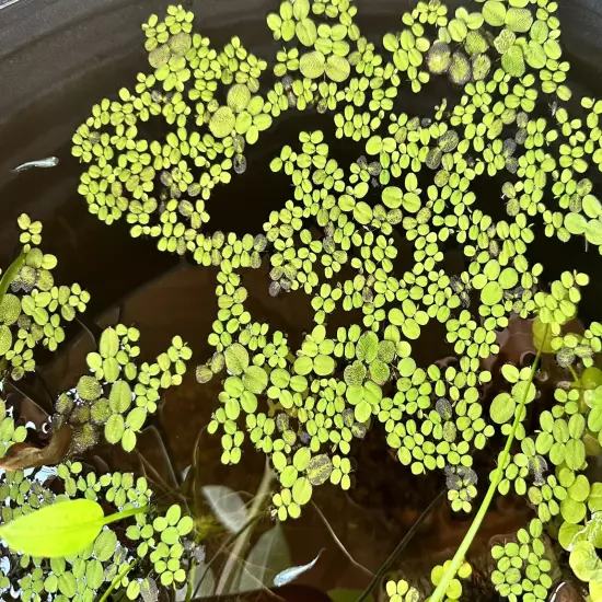 SALVINIA MINIMA POND OR AQUARIUM PLANT FAST GROWING — 300+ Leaves In 1.86oz CUP