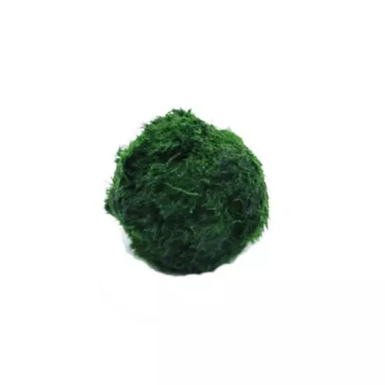 Live Marimo Moss Balls (3-4 cm) – Aquarium Plants for Fish Care & Decor