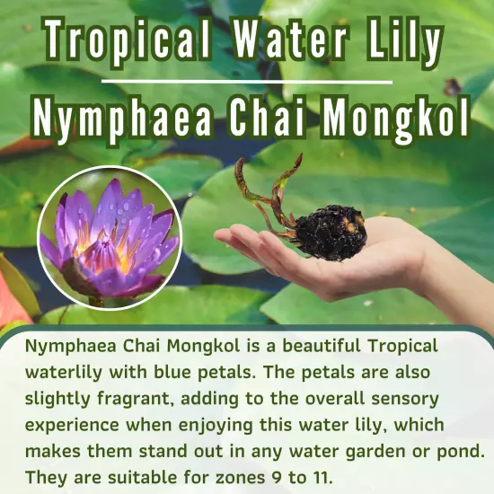 Buy2Get1Free Blue Chai Mongkol Tropical Waterlily Live Pant Colorful Pond Flower