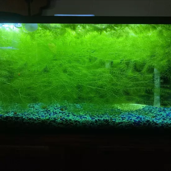 4Ft. Hornwort Live Aquarium Plants Fresh Water Shrimp & Fry Love It! Fills 10Gal