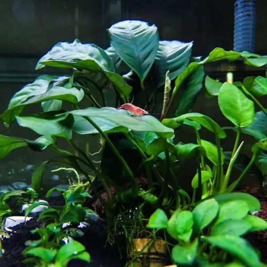 Buy2Get1Free Round Leaves Anubias Potted Live Plants Aquarium Freshwater Tank