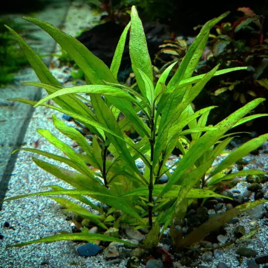 Package Bundle Hygrophila Salicifolia Narrow Leaf Live Plants Fish Tanks Aquatic