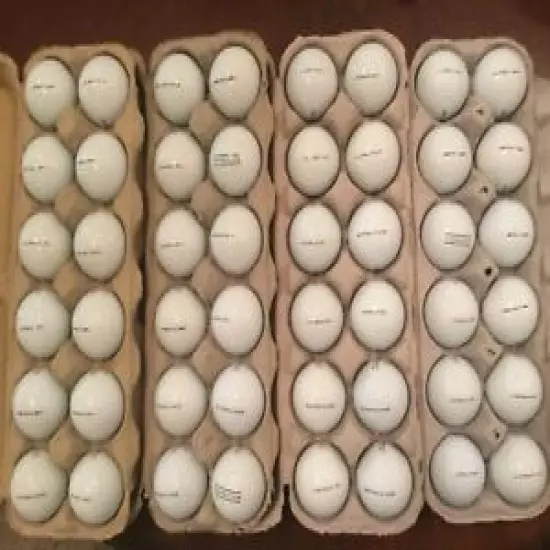 48 Titleist PRO V1 Golf Balls in Near Mint to Mostly Mint Condition 