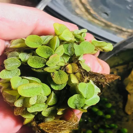 3 Salvinia Minima Live Floating Aquatic Plant Freshwater Aquarium & Pond Plants