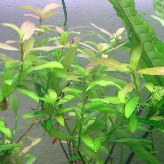 Hygrophila Polysperma (6 Stems, 5 Inches Each) SNAIL FREE