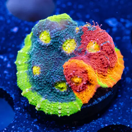 CB Rainbow Crush Chalice Coral (Large), WYSIWYG Live Coral